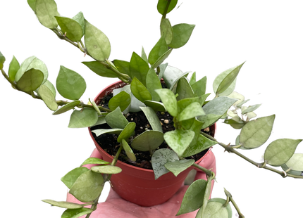 Hoya 'Krohniana Super Silver'
