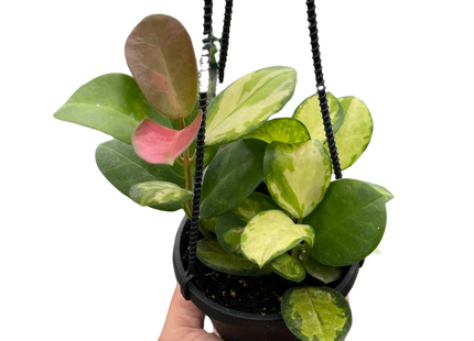 Hoya 'Lisa'
