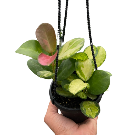 Hoya 'Lisa'