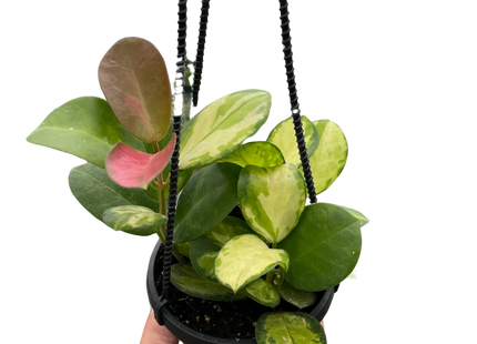 Hoya 'Lisa'