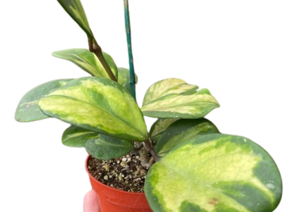 Hoya Obovata Reverse