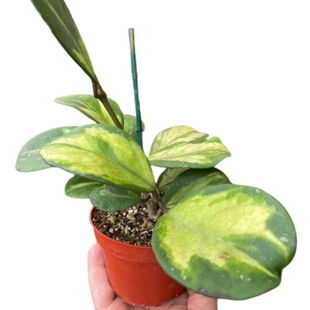 Hoya Obovata Reverse