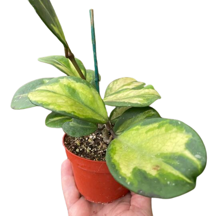 Hoya Obovata Reverse