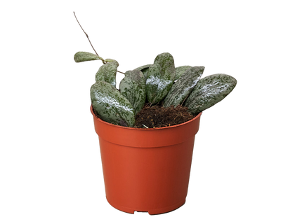 Hoya Sigillatis Round