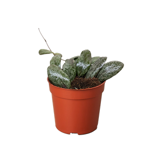 Hoya Sigillatis Round