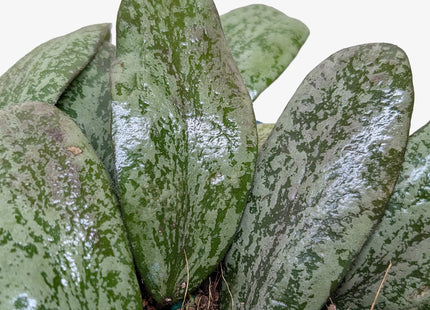 Hoya Sigillatis Round