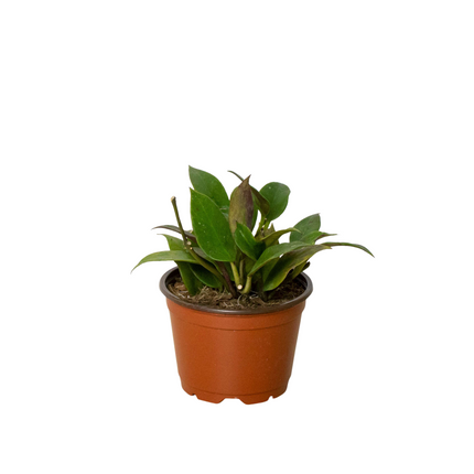 Hoya 'Sunrise' | Live Plant for Indoor & Outdoor | House Plant Decor
