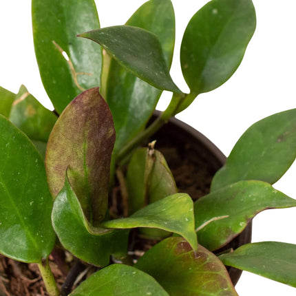 Hoya 'Sunrise' | Live Plant for Indoor & Outdoor | House Plant Decor