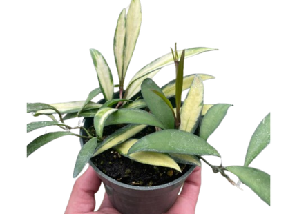 Hoya Wayetii Variegated