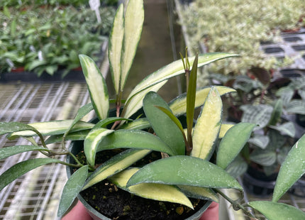 Hoya Wayetii Variegated