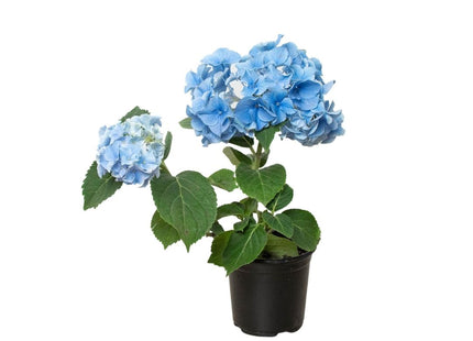 Blue Hydrangea