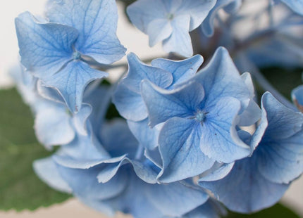 Blue Hydrangea