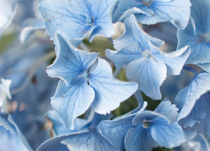 Blue Hydrangea
