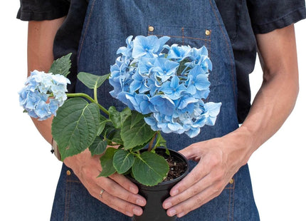 Blue Hydrangea