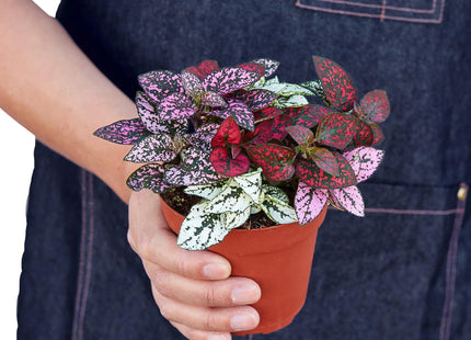 Hypoestes 'Polka Dot'