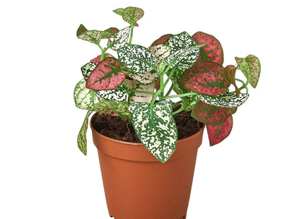 Hypoestes 'Polka Dot'