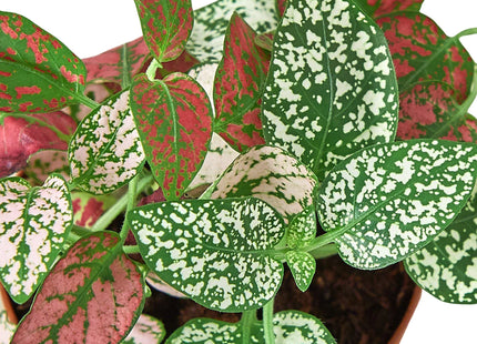Hypoestes 'Polka Dot'