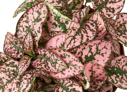 Hypoestes 'Polka Dot'