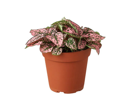 Hypoestes 'Polka Dot'