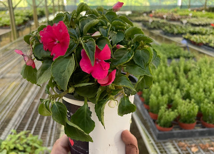 Impatiens