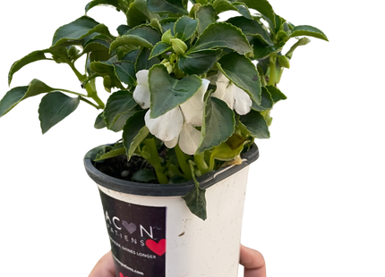 Impatiens