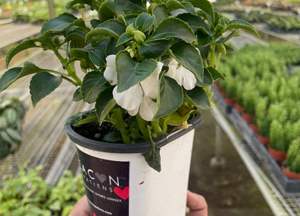 Impatiens