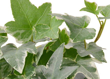 English Ivy 'Glacier'