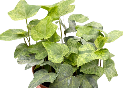 Ivy Tropical Blizzard
