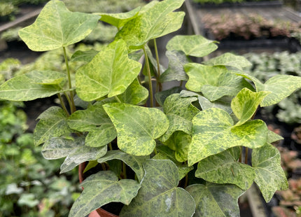Ivy Tropical Blizzard
