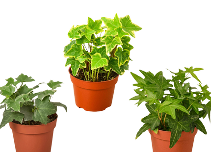 3 Different English Ivy Plants - 4" Pot - Live House Plant