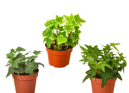 3 Different English Ivy Plants - 4" Pot - Live House Plant