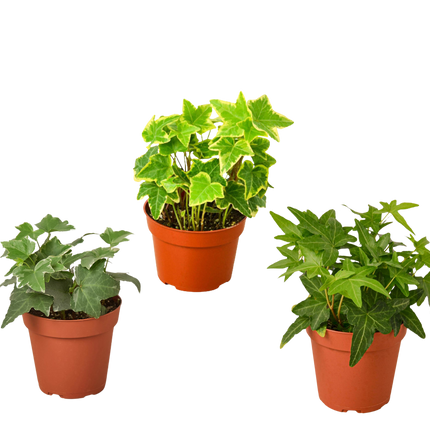 3 Different English Ivy Plants - 4" Pot - Live House Plant