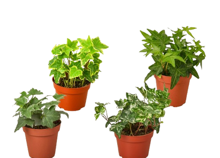 4 Different English Ivy Plants - 4" Pots - Live House Plant