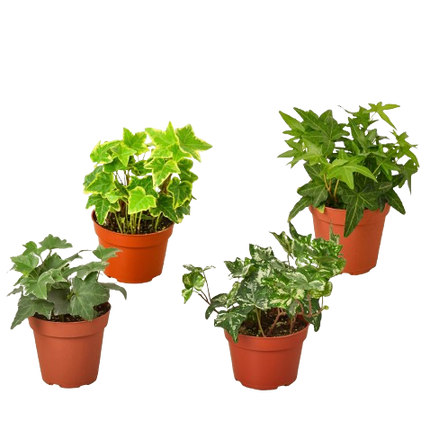 4 Different English Ivy Plants - 4" Pots - Live House Plant