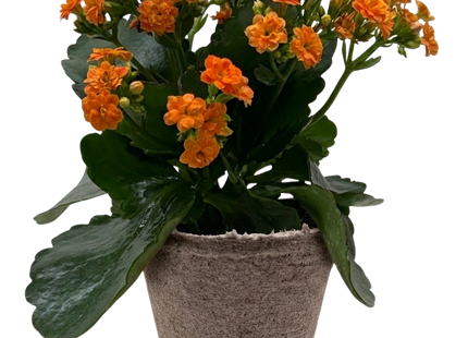 Kalanchoe 'Blossfeldiana'