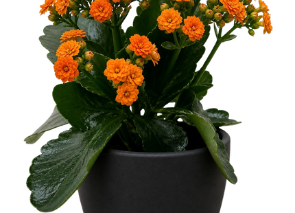 Kalanchoe 'Blossfeldiana'
