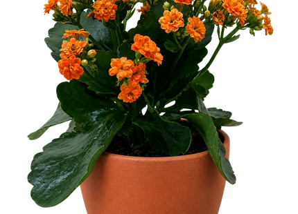 Kalanchoe 'Blossfeldiana'