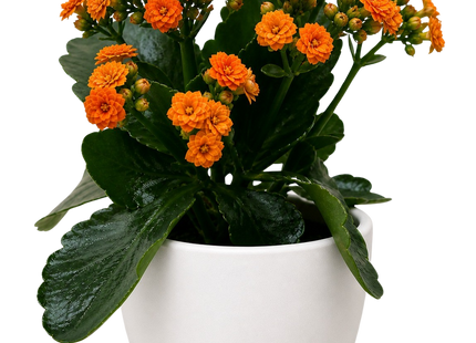 Kalanchoe 'Blossfeldiana'