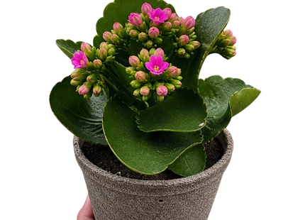 Kalanchoe 'Blossfeldiana'