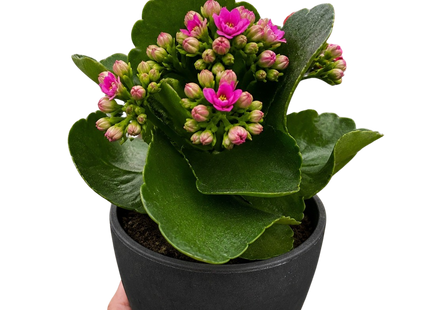 Kalanchoe 'Blossfeldiana'