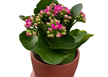 Kalanchoe 'Blossfeldiana'