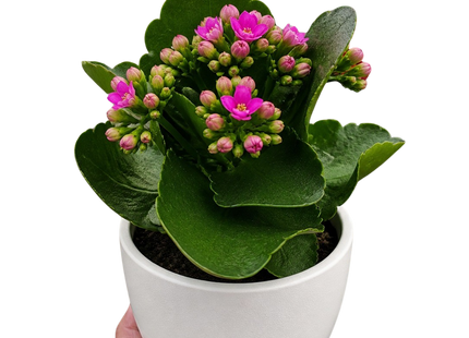 Kalanchoe 'Blossfeldiana'