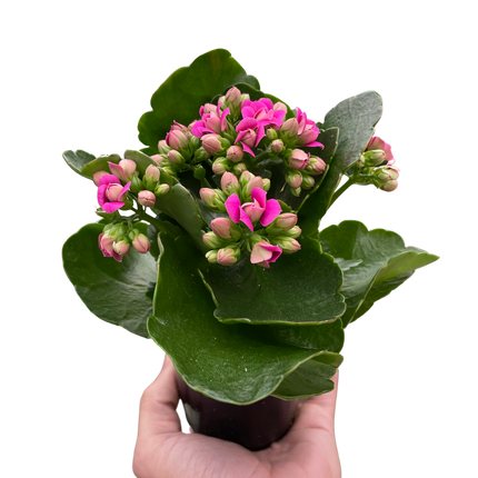 Kalanchoe