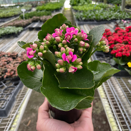 Kalanchoe