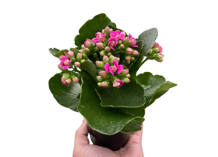 Kalanchoe 'Blossfeldiana'