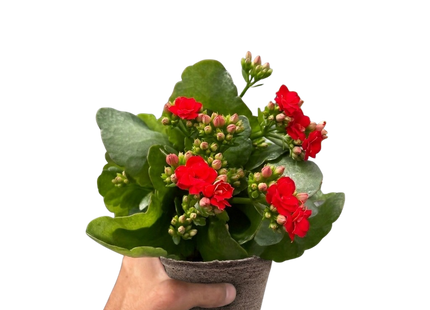 Kalanchoe 'Blossfeldiana'