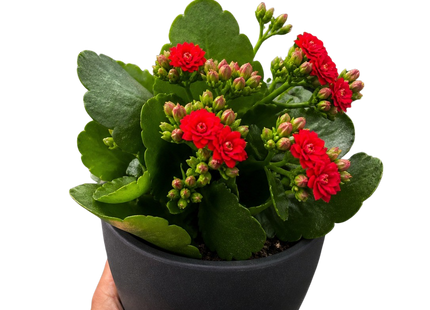 Kalanchoe 'Blossfeldiana'
