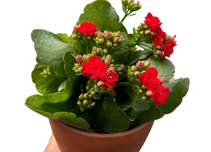 Kalanchoe 'Blossfeldiana'