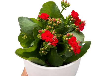 Kalanchoe 'Blossfeldiana'