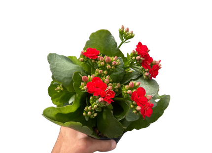 Kalanchoe 'Blossfeldiana'